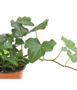 Efeu, Verschiedene Sorten -Biohort Verkaufsgeschäft 7211261 WE DE 002 HederaMixDehnerExpressHerzig