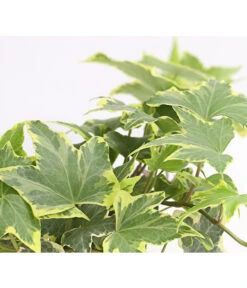 Efeu, Verschiedene Sorten -Biohort Verkaufsgeschäft 7211261 WE DE 003 HederaMixDehnerExpressHerzig