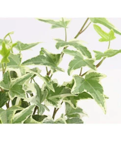 Efeu, Verschiedene Sorten -Biohort Verkaufsgeschäft 7211261 WE DE 004 HederaMixDehnerExpressHerzig