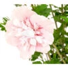 Hibiskus 'Pink Chiffon®' - Garten-Eibisch -Biohort Verkaufsgeschäft 7215163 WE DE 001 HibiscusSyriacusPinkGiantRoseneibischHibiskus3LDehnerExpressHerzig