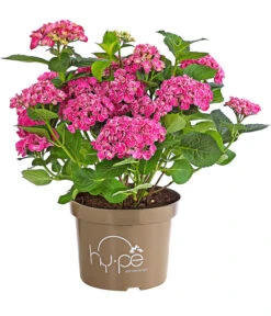 Garten-Hortensie 'Curly Wurly' -Biohort Verkaufsgeschäft 7221310 PR FS 001 HydrangeaHortensieCurlyWurlyRosa5LDehnerExpressHerzigRet