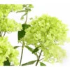 Rispen-Hortensie 'Magical Summer' -Biohort Verkaufsgeschäft 7225535 WE DE 001 HortensieHydrangeaMagicalSummer5LDehnerExpressHerzig