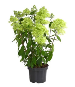 Rispen-Hortensie 'Magical Summer' -Biohort Verkaufsgeschäft 7225535 WE FS 001 HortensieHydrangeaMagicalSummer5LDehnerExpressHerzig