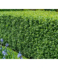 12,5 Meter Wintergrüner Liguster 'Atrovirens', 50 X Ca. 60-100 Cm -Biohort Verkaufsgeschäft 7266174 WE MO 001 Liguster