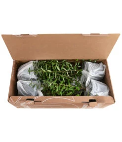 1-1,5 Meter Liguster, 5 X Ca. 30-35 Cm 7 1-1,5 Meter Liguster, 5 X Ca. 30-35 Cm -Biohort Verkaufsgeschäft 7266513 PR FS 002 LigustrumAtrovirens1MeterDehnerExpressHerzig