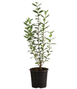 1-1,5 Meter Liguster, 5 X Ca. 30-35 Cm 6 1-1,5 Meter Liguster, 5 X Ca. 30-35 Cm -Biohort Verkaufsgeschäft 7266513 PR FS 003 LigustrumAtrovirens1MeterDehnerExpressHerzig