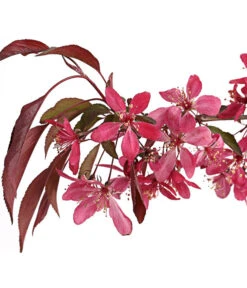 Zierapfel 'Royal Beauty', Kaskaden-Stämmchen -Biohort Verkaufsgeschäft 7282908 WE DE 001 MalusZierapfelRoyalBeauty5LStammDehnerExpressHerzig