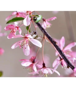 Zierapfel 'Royal Beauty', Kaskaden-Stämmchen -Biohort Verkaufsgeschäft 7282908 WE DE 005 MalusRoyalBeautyMagazin