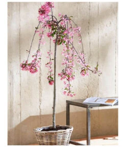 Zierapfel 'Royal Beauty', Kaskaden-Stämmchen -Biohort Verkaufsgeschäft 7282908 WE MO 001 MalusRoyalBeautyMagazin