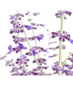 Blauraute 'Blue Spire' -Biohort Verkaufsgeschäft 7302631 WE DE 001 BlaurautePerovskiaAbrotanoidesBlueSpire3LDehnerExpressHerzig