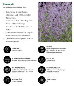 Blauraute 'Blue Spire' -Biohort Verkaufsgeschäft 7302631 WE IG 001 Blauraute