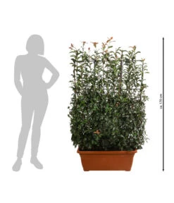 Purpur-Glanzmispel 'Glanzkopf', Ca. 170 Cm -Biohort Verkaufsgeschäft 7305329 WE BG 002 PurpurGlanzmispelGlanzkopf170