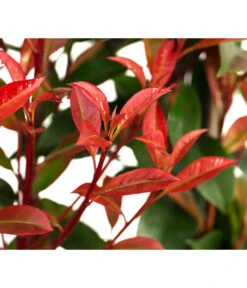 Purpur-Glanzmispel 'Glanzkopf', Ca. 170 Cm -Biohort Verkaufsgeschäft 7305329 WE DE 002 PhotinaXfraseriPupurGlazmispel