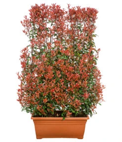 Purpur-Glanzmispel 'Glanzkopf', Ca. 170 Cm -Biohort Verkaufsgeschäft 7305329 WE FS 001 PupurGlazmispel