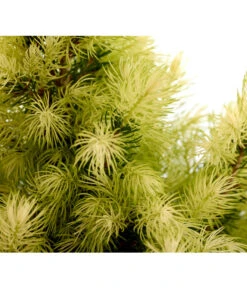 Zwerg-Zuckerhutfichte 'Daisy's White' -Biohort Verkaufsgeschäft 7314008 WE DE 001 PiceaGlaucaJWDaisysWhiteFichte3LDehnerExpressZS