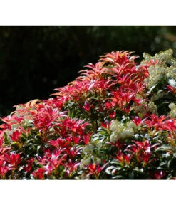 Dehner Schattenglöckchen, Japanische Lavendelheide 'Forest Flame' -Biohort Verkaufsgeschäft 7322399 BildD 001 SchattengloeckchenPierisJapForestFlame