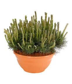 Kriech-Kiefer 'Pumilio', Schale