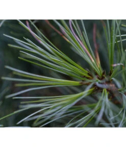 Dehner Weymouths-Kiefer 'Blue Shag' -Biohort Verkaufsgeschäft 7340052 PR DE 001 PinusStrobusBlueShagRet