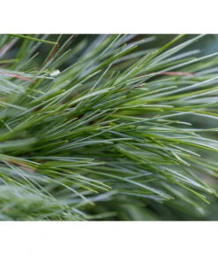 Dehner Weymouths-Kiefer 'Blue Shag' -Biohort Verkaufsgeschäft 7340052 PR DE 002 PinusStrobusBlueShagRet