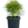 Dehner Weymouths-Kiefer 'Blue Shag' -Biohort Verkaufsgeschäft 7340052 WE FS 001 PinusStrobusBlueShagWeymouthsKiefer3L