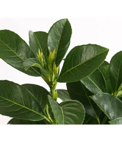 Kirschlorbeer 'Etna' 9 Kirschlorbeer 'Etna' -Biohort Verkaufsgeschäft 7358484 WE DE 001 PrunusLaurocerasusEtnaKirschlorbeer5LDehnerExpressHerzig