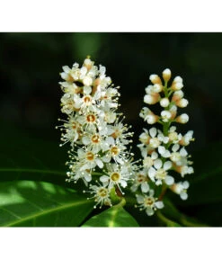 Kirschlorbeer 'Etna' 7 Kirschlorbeer 'Etna' -Biohort Verkaufsgeschäft 7359706 WE DE 003 KirschlorbeerEtnaPrunLaurEtna Pixabay