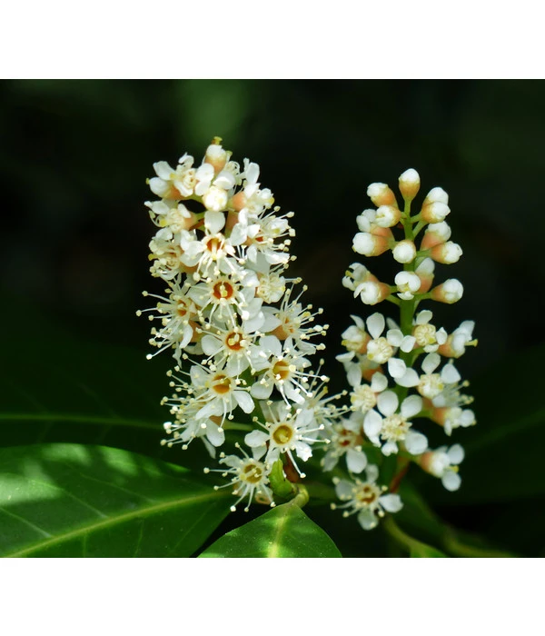 Kirschlorbeer 'Etna' 4 Kirschlorbeer 'Etna' – Bild 2