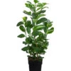Kirschlorbeer 'Etna' -Biohort Verkaufsgeschäft 7359706 WE FS 001 PrunusEtnaKirschlorbeer3L