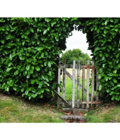 Kirschlorbeer 'Etna' 8 Kirschlorbeer 'Etna' -Biohort Verkaufsgeschäft 7359706 WE MO 001 KirschlorbeerPrunusLaurocerasusPixabay