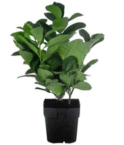 Biohort Verkaufsgeschäft -Biohort Verkaufsgeschäft 7360134 WE FS 001 PrunusLaurocerasusEtnaKirschlorbeer2L