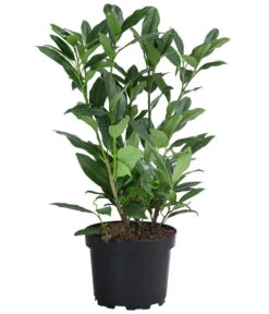 1-1,5 Meter Kirschlorbeer 'Herbergii', 5 X Ca. 60-70 Cm -Biohort Verkaufsgeschäft 7360357 WE FS 001 PrunusLaurocerasusHerbergiiKirschlorbeer2L