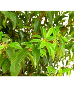 Biohort Verkaufsgeschäft -Biohort Verkaufsgeschäft 7362833 WE DE 001 PrunusLusitanicaAngustKirschlorbeer12LDehnerExpressHerzig