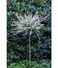 Harlekin-Weide 'Hakuro-Nishiki' -Biohort Verkaufsgeschäft 7464969 PR MO 001 SalixIntegraHakuroNishiki