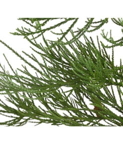 Bergmammutbaum - Wellingtonie 'Glaucum' -Biohort Verkaufsgeschäft 7470271 WE DE 003 SequoiadendronMammutbaumGlauca10LDehnerExpressHerzig