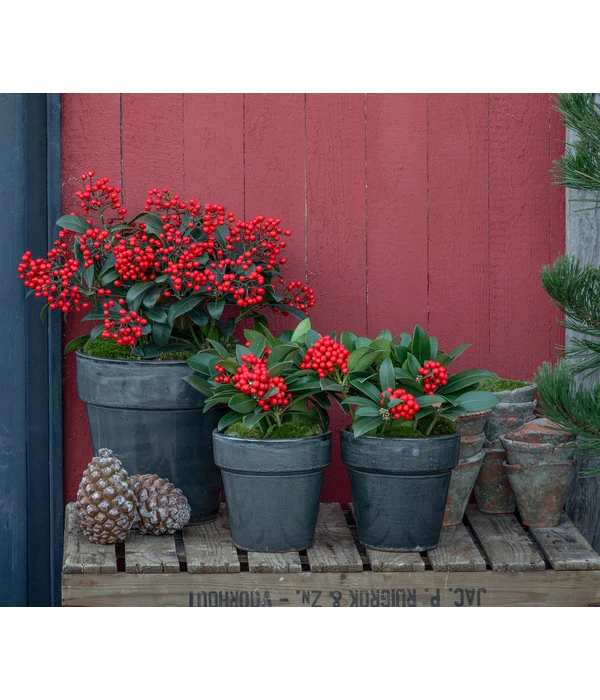 Japanische Frucht-Skimmie 'Temptation' 4 Japanische Frucht-Skimmie 'Temptation' – Bild 2