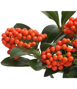 Japanische Frucht-Skimmie 'Temptation' 7 Japanische Frucht-Skimmie 'Temptation' -Biohort Verkaufsgeschäft 7472467 WE DE 001 SkimmiaSkimmieJaponicaTemptation18CDehnerExpressHerzig