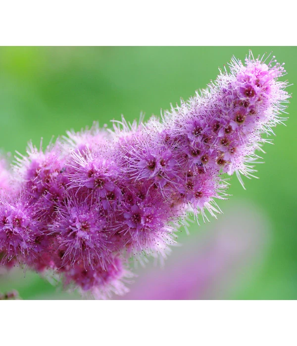 Kolbenspiere 'Triumphans' 3 Kolbenspiere 'Triumphans'