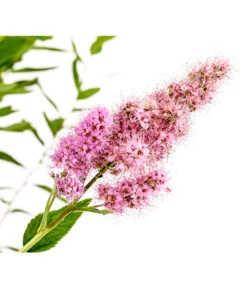 Kolbenspiere 'Triumphans' 7 Kolbenspiere 'Triumphans' -Biohort Verkaufsgeschäft 7483472 WE DE 001 SpiraeaTriumphansKolbenspiere5LDehnerExpressHerzig