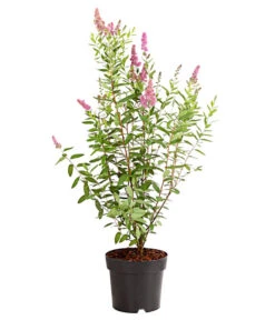 Kolbenspiere 'Triumphans' 6 Kolbenspiere 'Triumphans' -Biohort Verkaufsgeschäft 7483472 WE FS 001 SpiraeaTriumphansKolbenspiere5LDehnerExpressHerzig