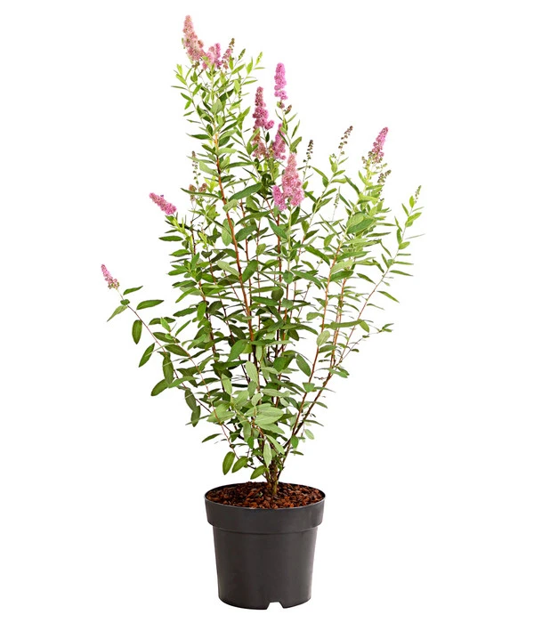 Kolbenspiere 'Triumphans' 4 Kolbenspiere 'Triumphans' – Bild 2