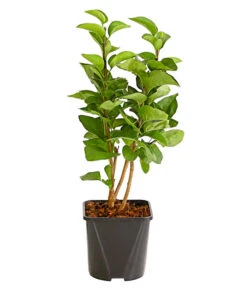 Edelflieder 'Andenken An Ludwig Späth' 7 Edelflieder 'Andenken An Ludwig Späth' -Biohort Verkaufsgeschäft 7492382 WE DE 001 FliederSyringaAndenkenAnLudwigSpaeth2LiterDehnerExpressHerzig