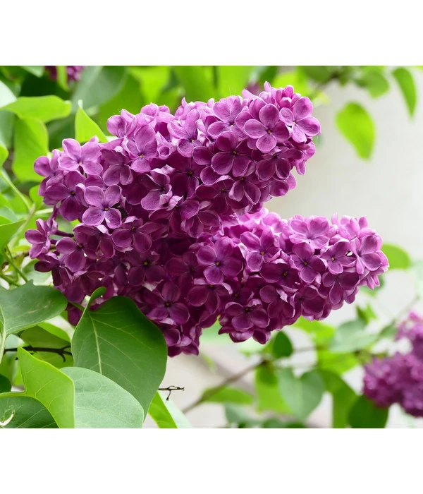 Edelflieder 'Andenken An Ludwig Späth' 3 Edelflieder 'Andenken An Ludwig Späth'