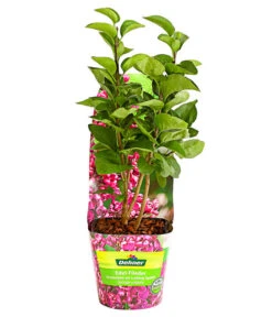 Edelflieder 'Andenken An Ludwig Späth' 8 Edelflieder 'Andenken An Ludwig Späth' -Biohort Verkaufsgeschäft 7492382 WE FS 001 FliederSyringaAndenkenAnLudwigSpaeth2LiterDehnerExpressHerzig