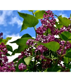 Edelflieder 'Andenken An Ludwig Späth' 9 Edelflieder 'Andenken An Ludwig Späth' -Biohort Verkaufsgeschäft 7492473 PR DE 001 SyringaAndenkenLSPixabay