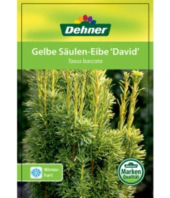 Gelbe Säuleneibe 'David' -Biohort Verkaufsgeschäft 7503980 GelbeSaeulen EibeDavid Etikett 1