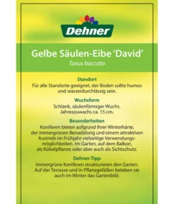 Gelbe Säuleneibe 'David' -Biohort Verkaufsgeschäft 7503980 GelbeSaeulen EibeDavid Etikett 2