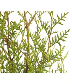 3 Meter Lebensbaum 'Brabant', 6 X Ca. 150-175 Cm -Biohort Verkaufsgeschäft 7511009 WE DE 001 LebensbaumThujaOccidentalisBrabant3L 1
