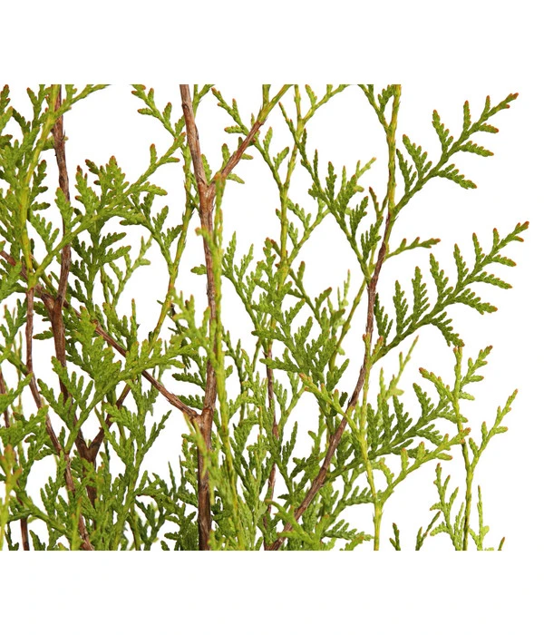 7 Meter Lebensbaum 'Brabant', 14 X Ca. 150-175 Cm 5 7 Meter Lebensbaum 'Brabant', 14 X Ca. 150-175 Cm – Bild 3