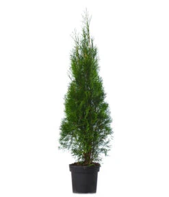 13 Meter Lebensbaum 'Smaragd', 40 X Ca. 100-125 Cm -Biohort Verkaufsgeschäft 7512551 WE FS 002 ThujaOccidentalisSmaragdLebensbaum13Meter
