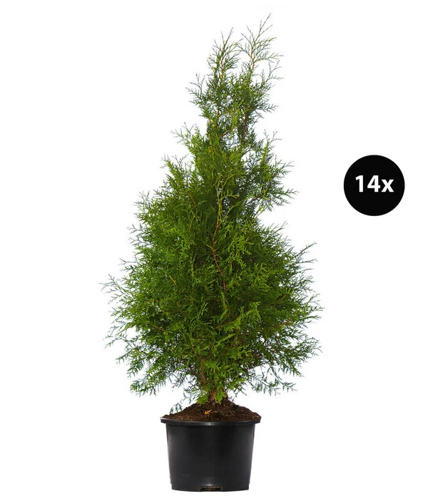 7 Meter Lebensbaum 'Brabant', 14 X Ca. 150-175 Cm 3 7 Meter Lebensbaum 'Brabant', 14 X Ca. 150-175 Cm